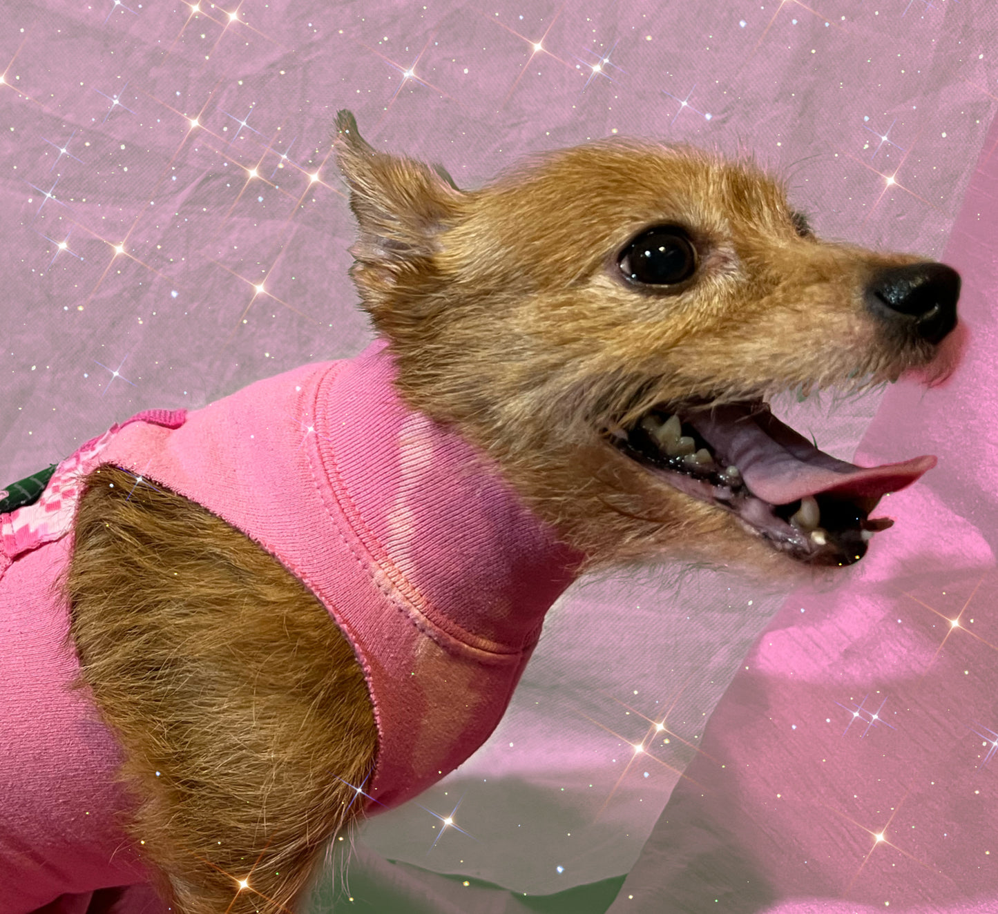 “Pinkie Pooch” Patched Turtleneck